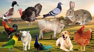 Aktivitas Hewan Paling Realistis | Suara Asli Tanpa Musik | Farm Animal Life Sounds
