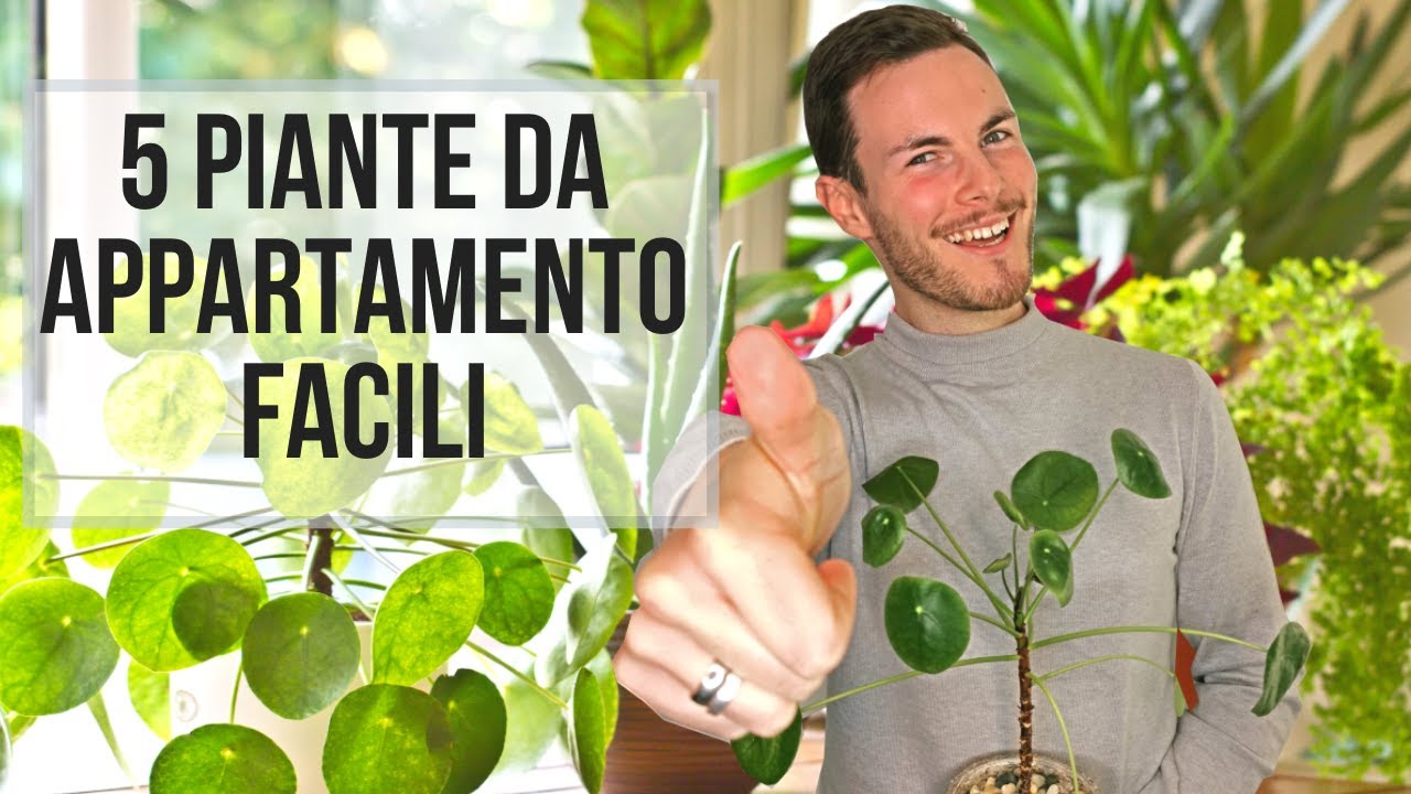 5 PIANTE DA APPARTAMENTO FACILI - YouTube