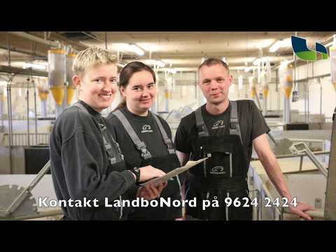 Video: Hvordan Holde Smågrisene