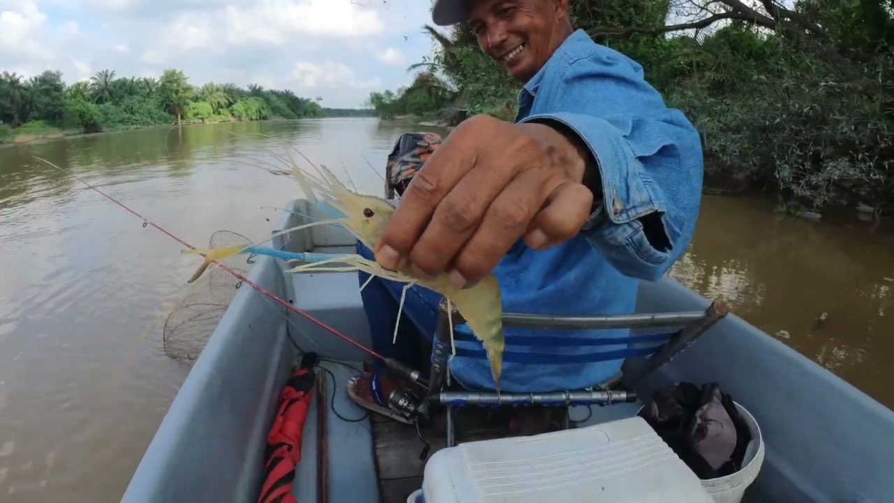 MUSIM UDANG DI SUNGAI LANGAT..MERIAHHH