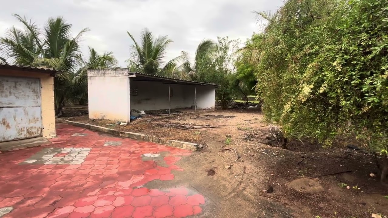 தீராத தண்ணீர் 7ஏக்கர் 80சென்ட் அழகான இளம் கண்ணு தோப்பு பல்லடம் to உடுமலை மெயின் ரோடு 3km 7708692020