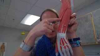 Upper Appendage Muscles, Posterior View
