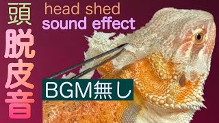 【no music】脱皮音BGM無し　head shed