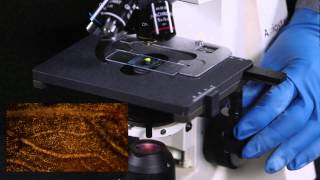 How to use a compound Microscope
