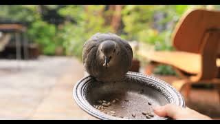 mourning dove feeding 2024