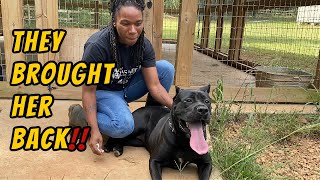 ‼They brought this sweet black female cane corso back to us ⛔| Twelve Titans Kennels