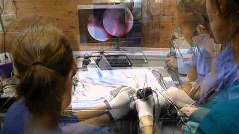 Snapping Turtle Fish Hook Removal