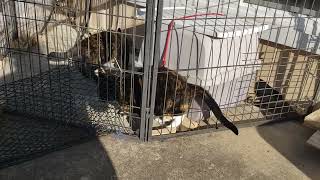 Minerva escaping from Catio by T Mark Hightower 241 views 7 months ago 2 minutes, 40 seconds