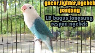 Super GACOR ngekek panjang WAJIB DI COBA ,sekali putar LOVEBIRD langsung ikut ngekek PNJNG