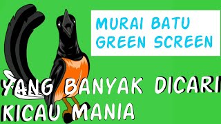 #muraibatu #muraibatuindonesia Murai Batu green screen yang banyak dicari kicau mania