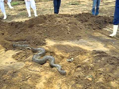 Cenas Fortes Sucuri (anaconda) juara-MT