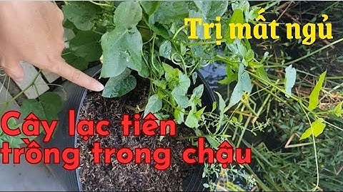 Cây lạc tiên | cây nhãn lồng trồng trong chậu ăn quanh năm trị mất ngủ
