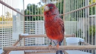 CANÁRIO BELGA COBRE ESTRALANDO NO CANTO AO VIVO.