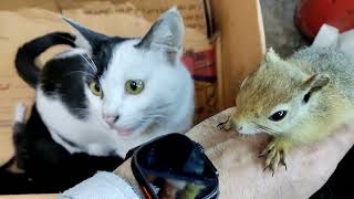 A Feline-Fine Encounter: When a Cat and Squirrel Meet