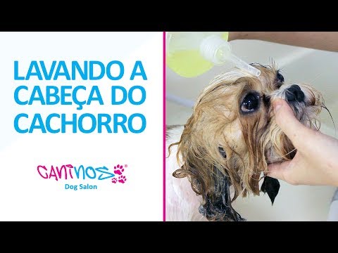 Vídeo: Como manter um cão de pulando em carros e pessoas