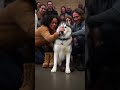 The Husky Picked Them Both… A Perfect Adoption Moment 🐾❤️