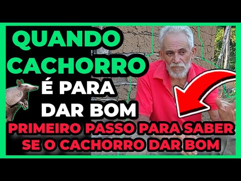 Vídeo: Quanto tempo os papagaios vivem?