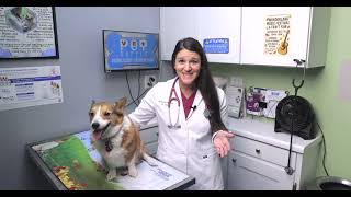 Pet Talk - Meet Dr. Elliott!