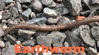 Look How Earthwormannelid Moves Forward Its Body Nature Lover Animal Helper