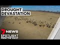Drought in Australia: the devastation for our farmers and livestock | 7NEWS Spotlight