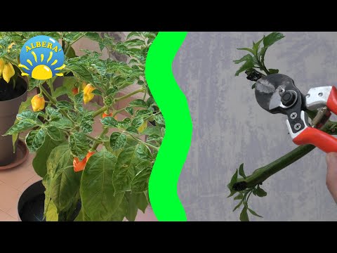 PEPERONCINI + PICCANTI