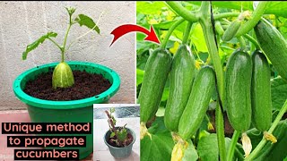 Unique & Best Method To Grow Cucumber ??Plant At Home| How to grow cucumbers | 100% Success| Garden