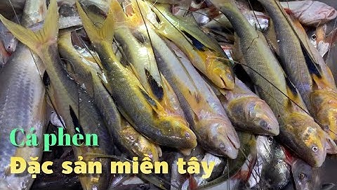 Tới con nước đêm ra sông hậu săn cá phèn và tôm càng xanh về nấu bữa cơm quê | Cldv #540