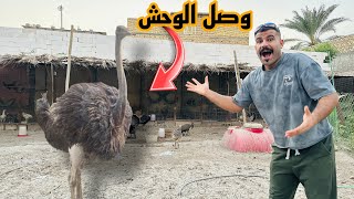 Download Lagu عمل سقيفة من السعف 🎉وصل النعام MP3 Download Lagu عمل سقيفة من السعف 🎉وصل النعام MP3