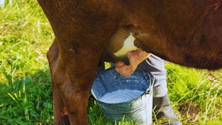 Dairy Farm • Milking Cows by Hand and Machinery • Cow Video