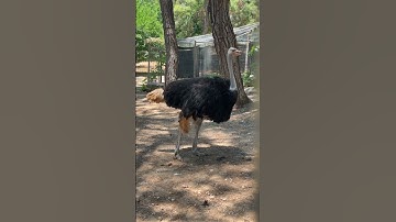 Randy ostrich looking for a mate has MOVES | The Mating Game #viralvideo #4kvideo #beautifulbirds