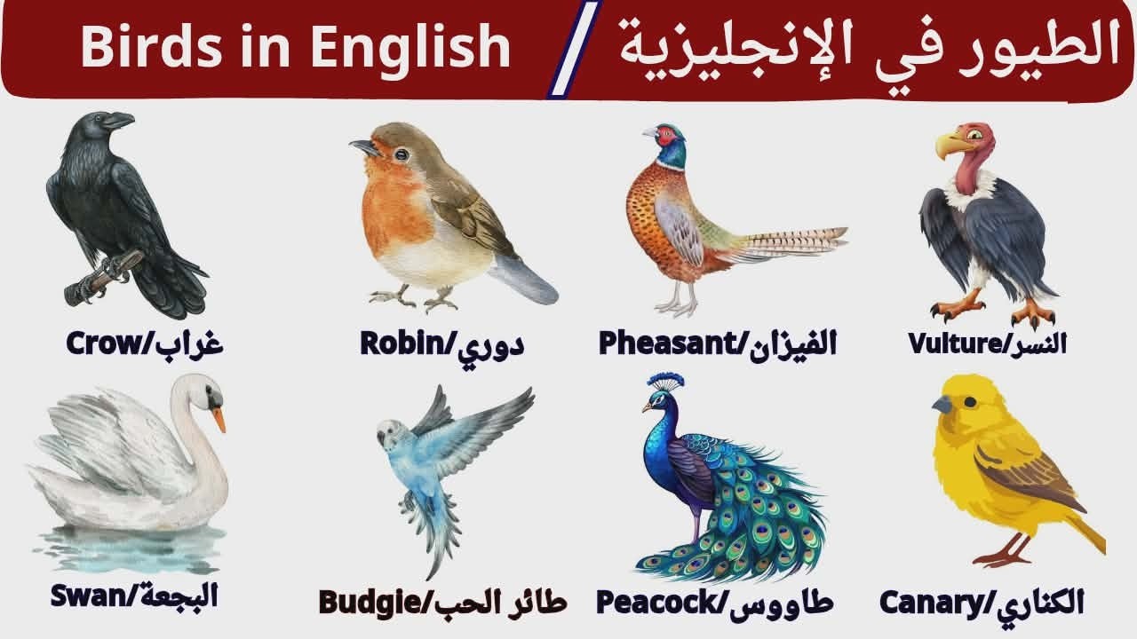 أسماء الطيور بالإنجليزية للمبتدئين | Birds in English for Beginners