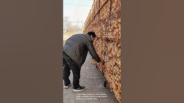 The process of gathering or handling corn