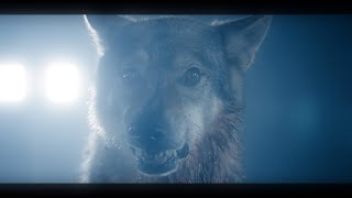 Teenwolf Wolves - Wolves