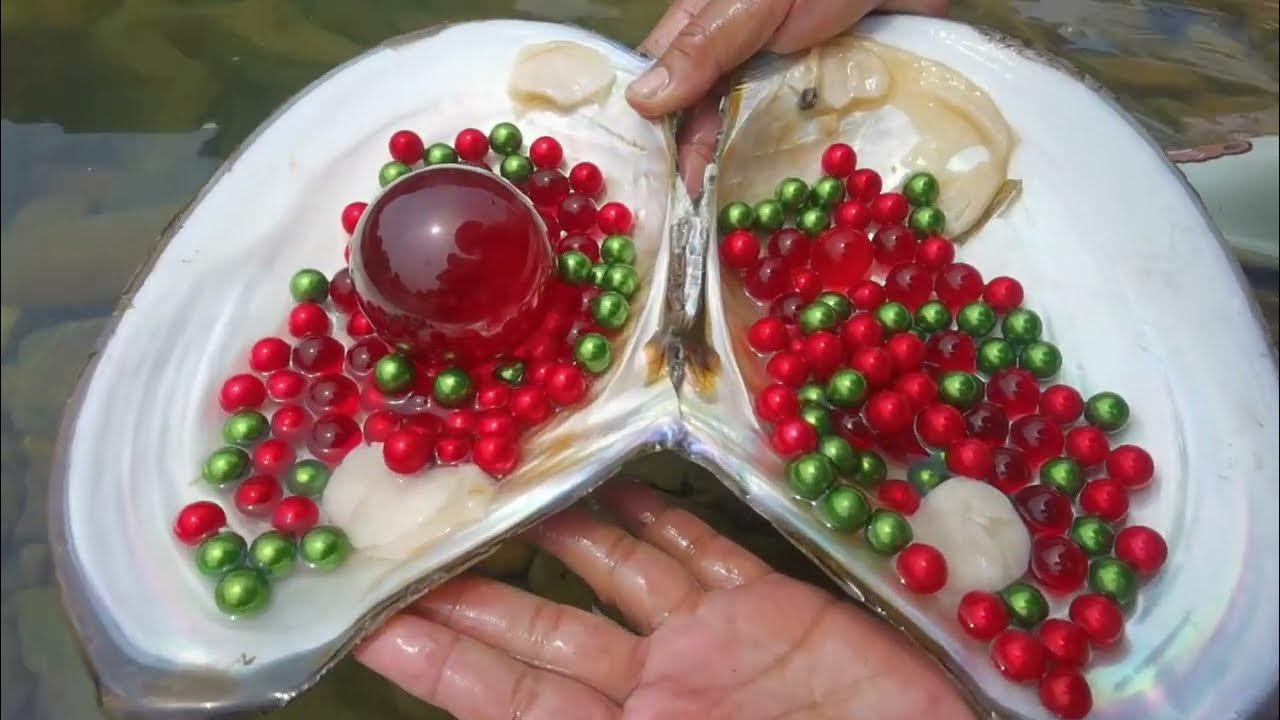 Pearl clam! Picking pearl mussels in the wild and harvesting a super