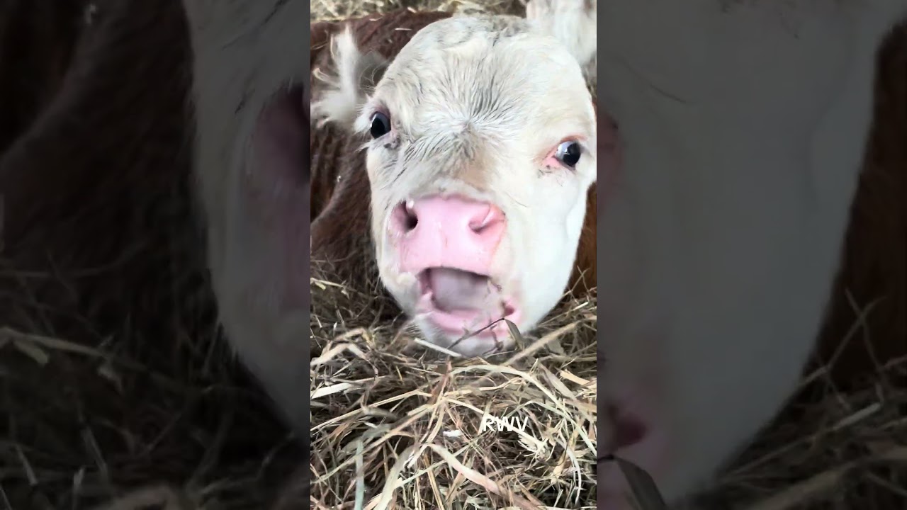 This Ranch Hereford Family Is Pure America 🇺🇸🐄 #herefordfamily #ranchlife #usa