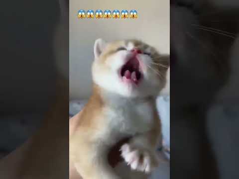 Angry kitten 😱