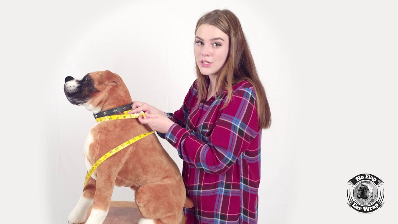 no flap ear wrap petsmart