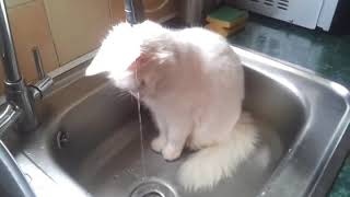 Gato Angora jugando con el agua - Angora cat playing with water by GatosMiau 305 views 6 years ago 1 minute, 25 seconds