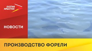 Компания «Остров Аквакультура» выращивает 2000 тонн рыбы в год