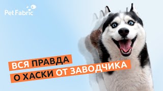 Вся правда о хаски от заводчика!