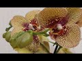 Чесночная подкормка для орхидей.Как делается урбеч.Красивые орхидеи и жадина Принц.