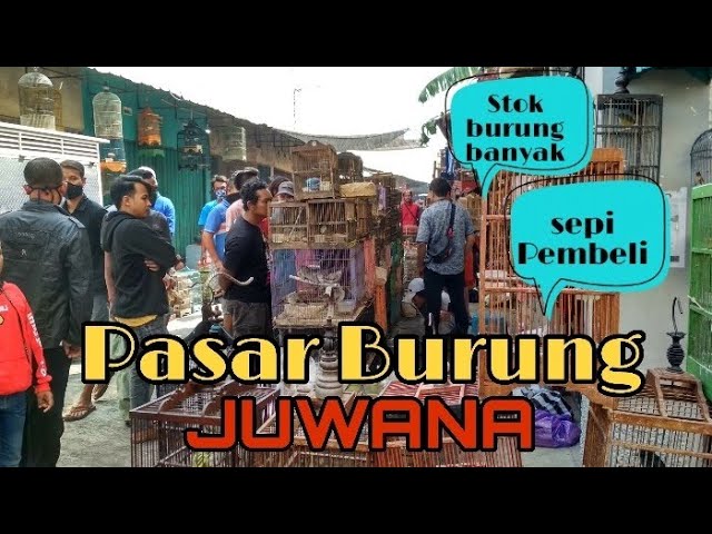 Pasar Burung JUWANA || Videografi class=