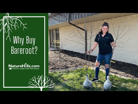 Why Buy Bareroot Trees? | NatureHills.com