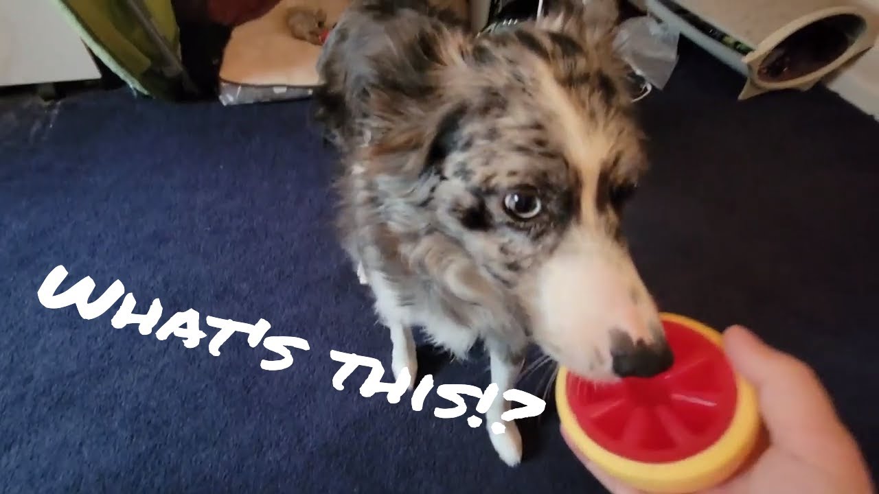 Super Chewer | Bark Box | July Review