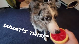 Super Chewer | Bark Box | July Review
