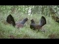 Capture de la vidéo Capercaillie Vs Capercaillie Vs Golden Eagle, But It's Monty Python And The Holy Grail