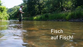 Winziger Köder Fängt Massenhaft Fisch