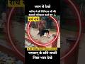 #rain #govardhan #parikrama #krishna #bhakti #radheradhe #vrindavan #barsana #upnews #om #shortvideo