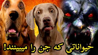 حیواناتی که جن را میبینند! فیلم ترسناک جدید دوبله فارسی جن گیری واقعی ترسناک داستان ترسناک وحشتناک