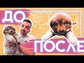 Не щенок, а барашек какой-то! Самый необычный бездомный щенок.